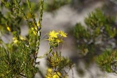 Calytrix flavescens