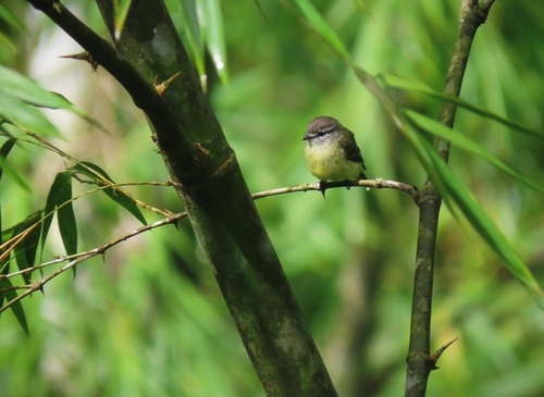 Sooty-headed Tyrannulet (Phyllomyias griseiceps), photo 7