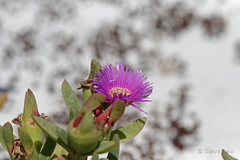 Carpobrotus virescens