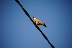 Columba palumbus