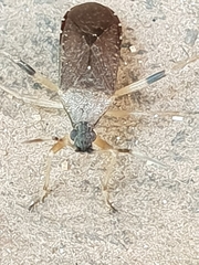 Dicranocephalus caffer