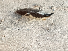 Dicranocephalus caffer