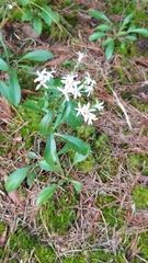 Sericocarpus asteroides