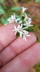 Sericocarpus asteroides