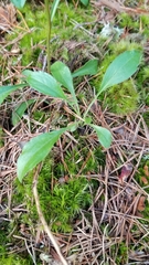 Sericocarpus asteroides