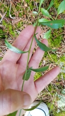 Sericocarpus asteroides