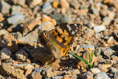 Vanessa cardui