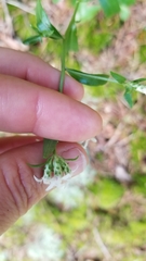 Sericocarpus asteroides