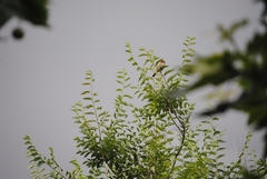 Passer domesticus