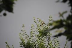 Passer domesticus