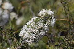 Hakea ruscifolia