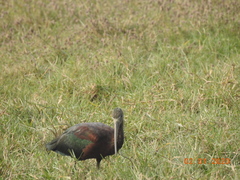 Plegadis falcinellus