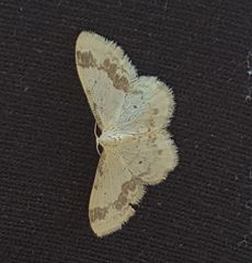 Idaea trigeminata