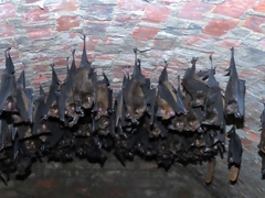 Hipposideros armiger terasensis