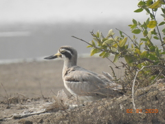 Esacus recurvirostris