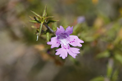 Hemiandra pungens