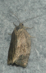 Choristoneura conflictana