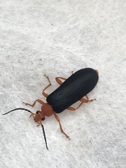 Neopyrochroa flabellata