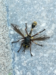 Physocephala rufipes