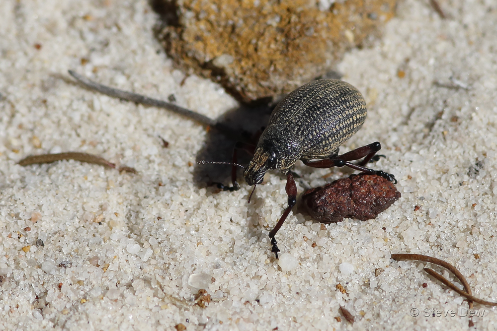 Catasarcus opimus