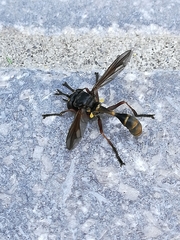 Physocephala rufipes