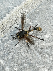 Physocephala rufipes