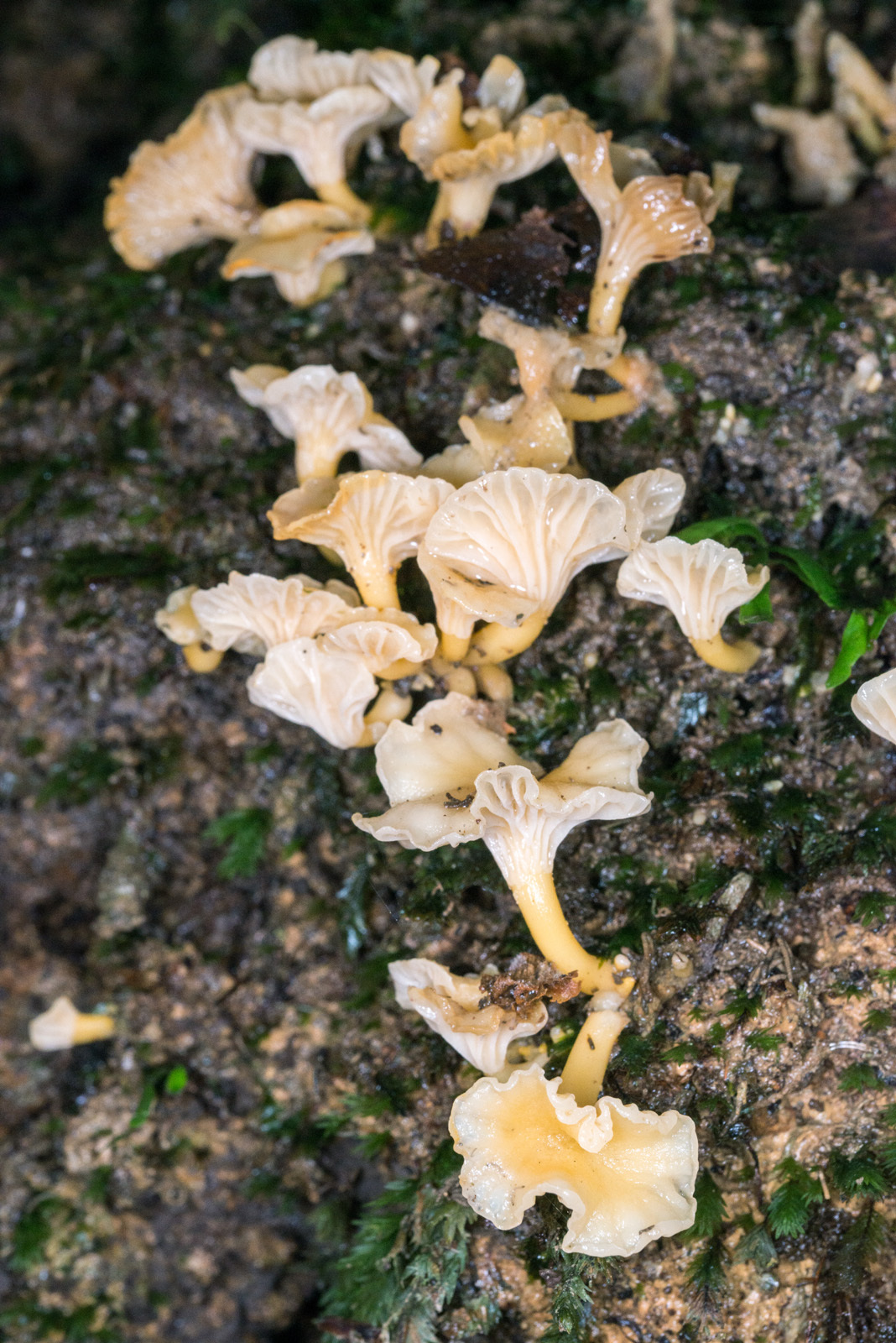 Cantharellus wellingtonensis image