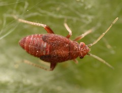 Psallus variabilis