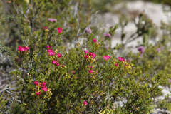Pileanthus filifolius