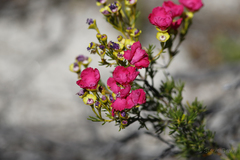 Pileanthus filifolius