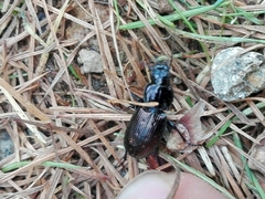 Pterostichus jurinei