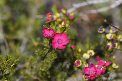 Pileanthus filifolius