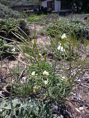 Erysimum franciscanum