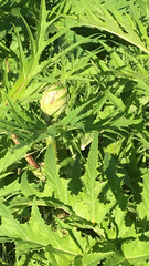 Heracleum mantegazzianum