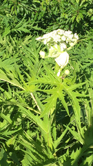 Heracleum mantegazzianum