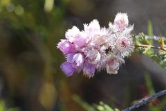 Verticordia pennigera