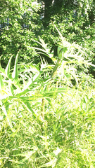 Heracleum mantegazzianum