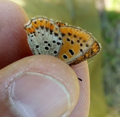 Lycaena tityrus