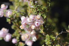 Verticordia pennigera