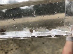 Planiliza macrolepis