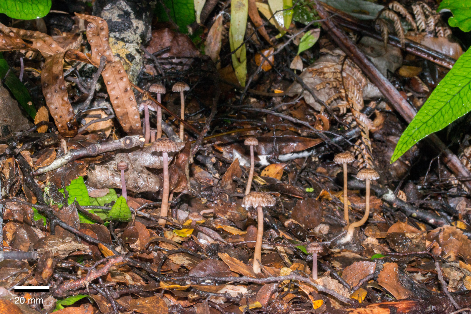 Laccaria masoniae image