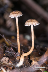 Laccaria masoniae
