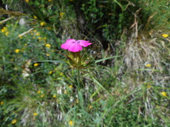 Dianthus balbisii