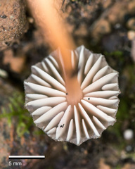 Laccaria masoniae