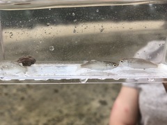 Planiliza macrolepis