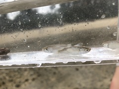 Planiliza macrolepis