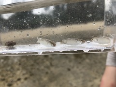 Planiliza macrolepis