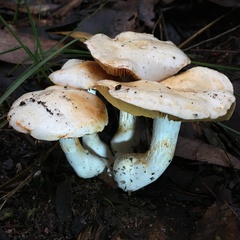 Cortinarius austroalbidus