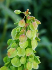 Rumex longifolius