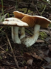 Cortinarius austroalbidus